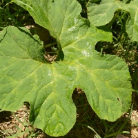 Squash Leaf Identification